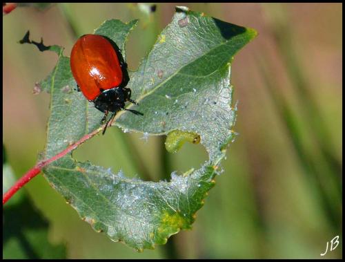 Réf. 193 249 : Chrysomela populi